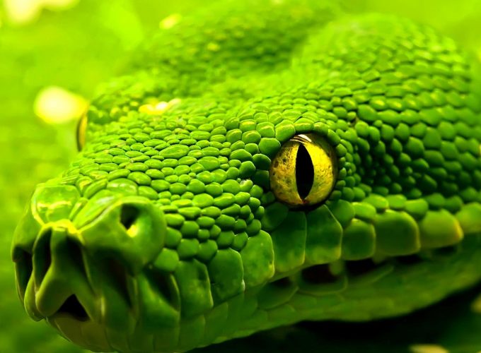 Wallpaper Snake, green, reptile, eyes, Animals 729851565